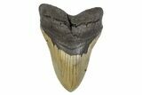 Serrated, Fossil Megalodon Tooth - North Carolina #299039-1